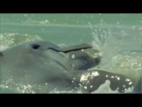 Delfines pescando con «red»